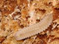 Hirudisoma sp.